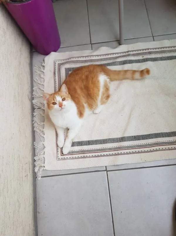 Zaginął kot, Łódź, 9 czerwca 2025