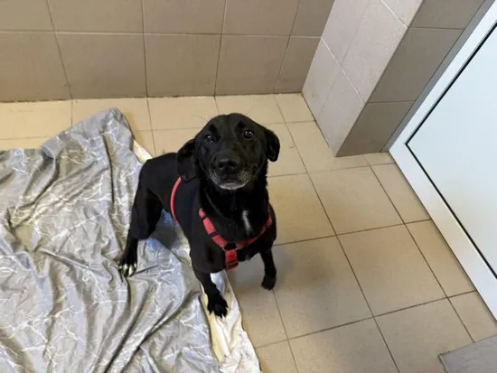 Pies do adopcji, Kraków, 26 maja 2025