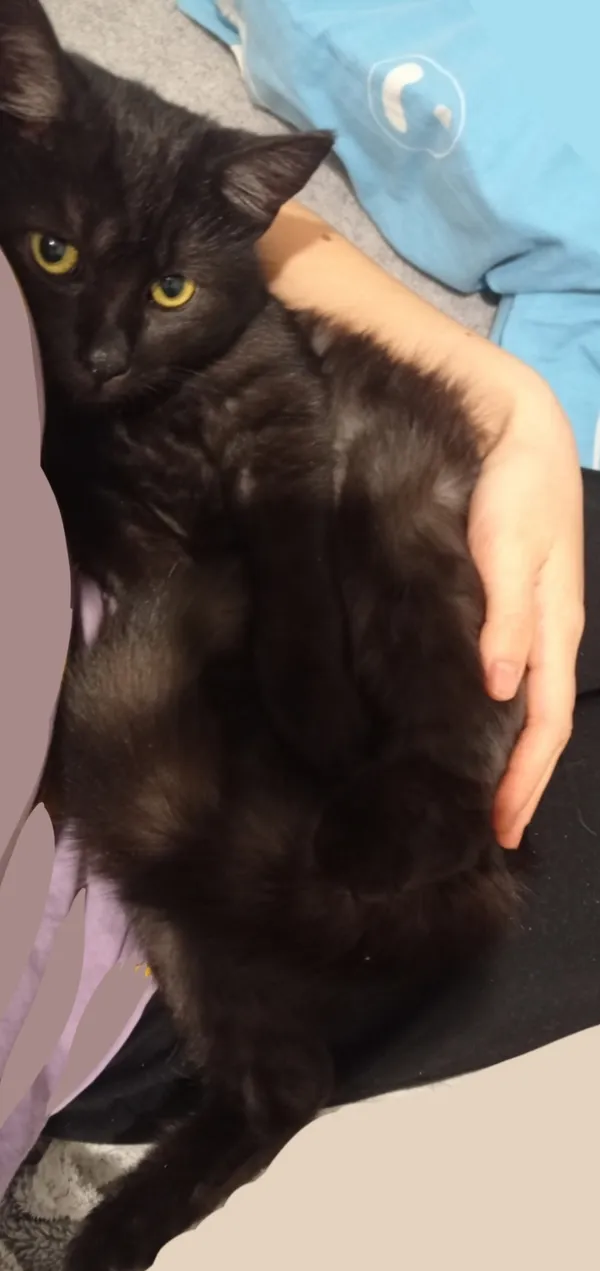 Zaginął kot, Krężnica Jara, 10 czerwca 2025 (1/2)