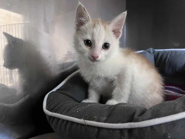 Kot do adopcji, Włocławek, 9 czerwca 2025 (1/5)