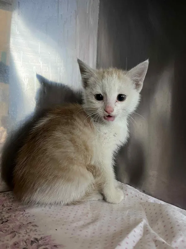 Kot do adopcji, Włocławek, 9 czerwca 2025 (3/5)