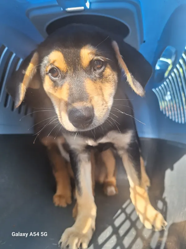 Pies do adopcji, Orzechowce, 10 czerwca 2025 (2/2)