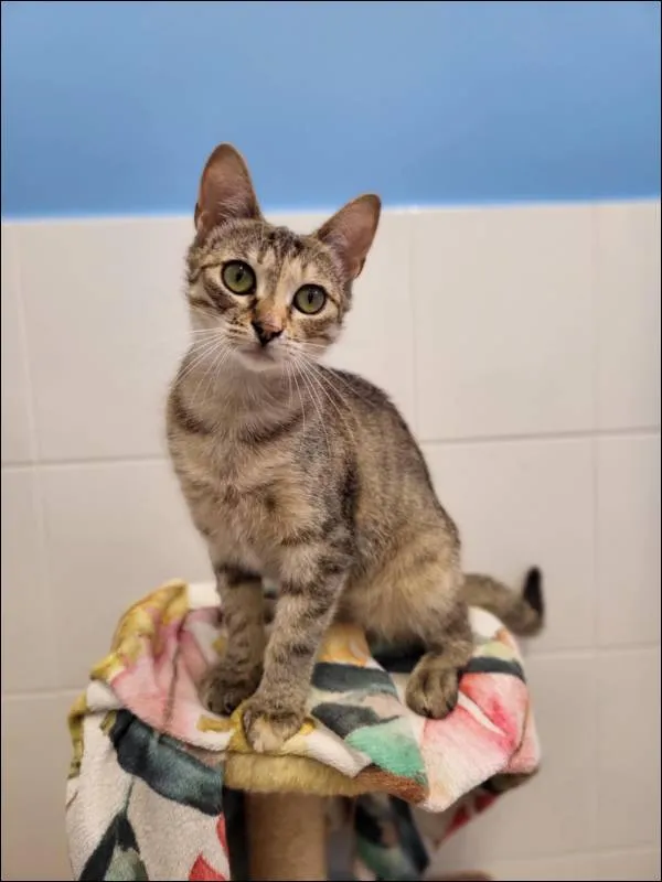 Znaleziono kota, Grudziądz, 8 kwietnia 2025