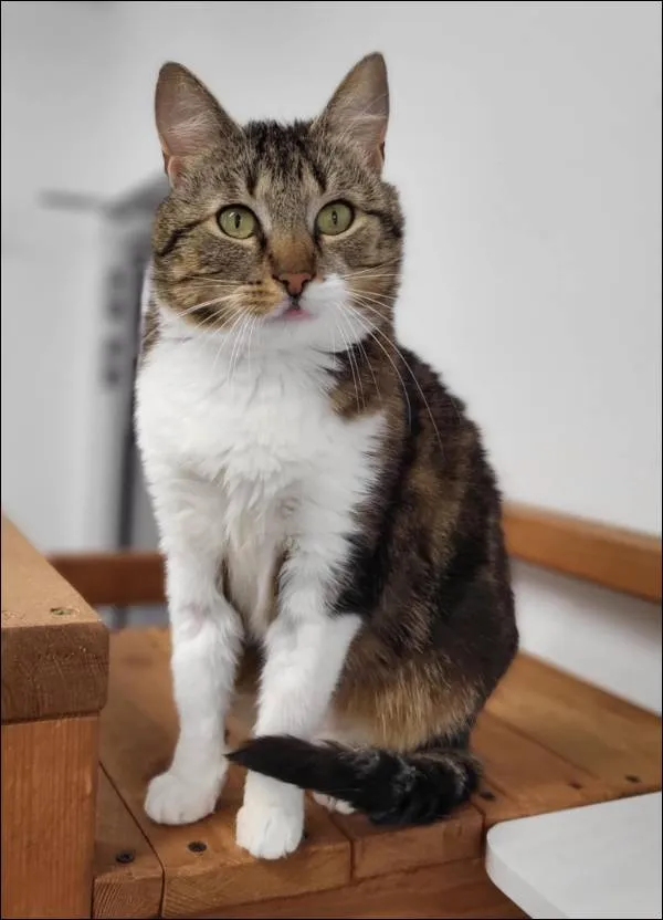 Znaleziono kota, Grudziądz, 1 maja 2025