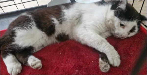 Znaleziono kota, Grudziądz, 9 czerwca 2025