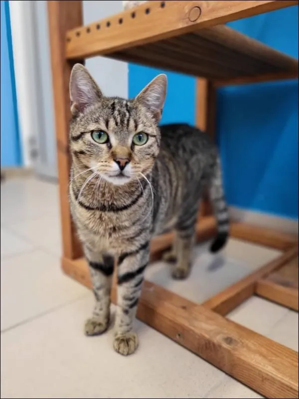 Znaleziono kota, Grudziądz, 9 kwietnia 2025