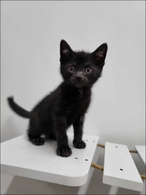 Znaleziono kota, Grudziądz, 11 maja 2025