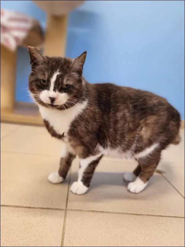 Znaleziono kota, Grudziądz, 24 marca 2025