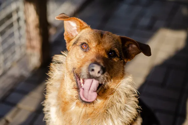 Oddam psa, Warszawa, Śródmieście Północne, 10 czerwca 2025 (1/4)