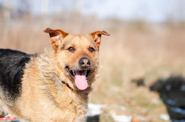 Oddam psa, Warszawa, Śródmieście Północne, 10 czerwca 2025 (3/4)