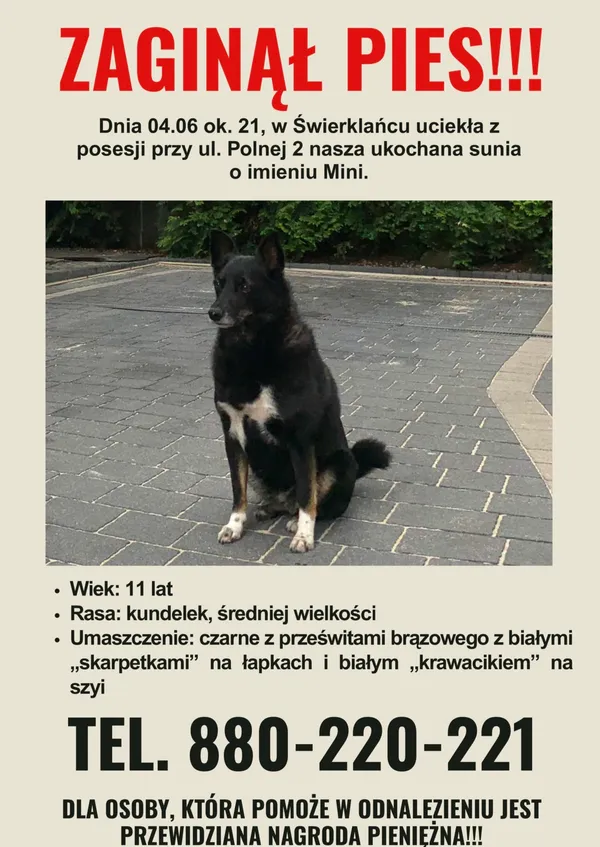 Zaginął pies, Świerklaniec, 10 czerwca 2025 (1/3)