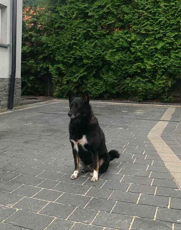 Zaginął pies, Świerklaniec, 10 czerwca 2025 (2/3)