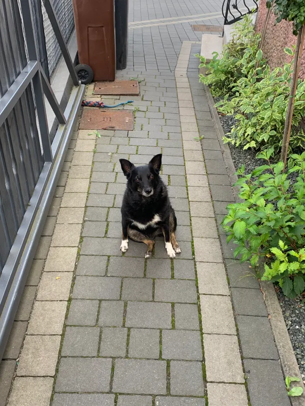 Zaginął pies, Świerklaniec, 10 czerwca 2025 (3/3)