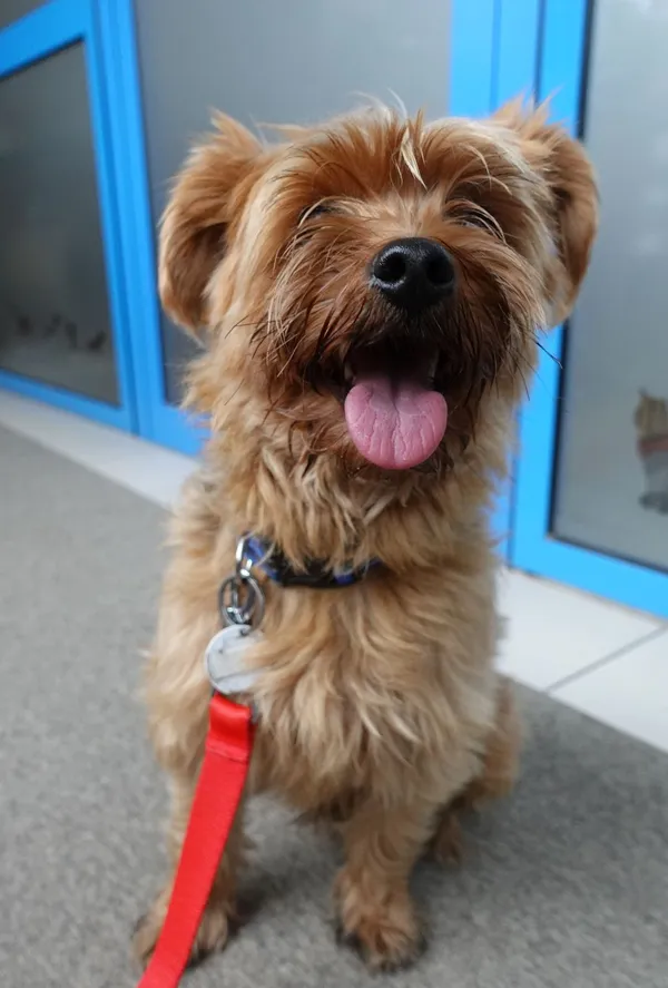 Znaleziono psa, Gdańsk, 10 czerwca 2025