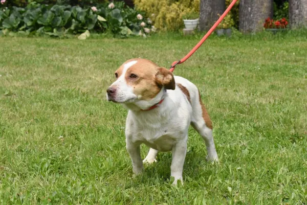 Pies do adopcji, Ropczyce, 10 czerwca 2025