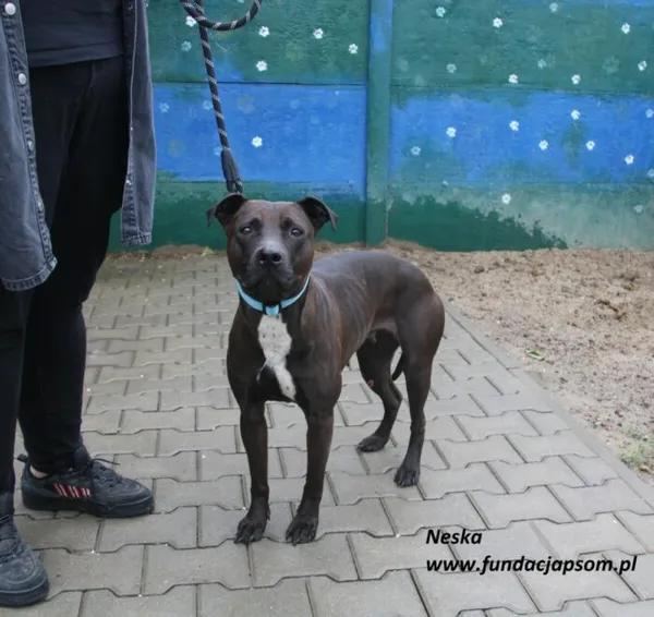 Pies do adopcji, Nowy Dwór Mazowiecki, 10 czerwca 2025 (1/4)