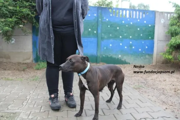 Pies do adopcji, Nowy Dwór Mazowiecki, 10 czerwca 2025 (2/4)