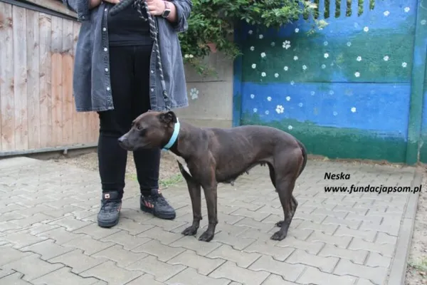 Pies do adopcji, Nowy Dwór Mazowiecki, 10 czerwca 2025 (3/4)