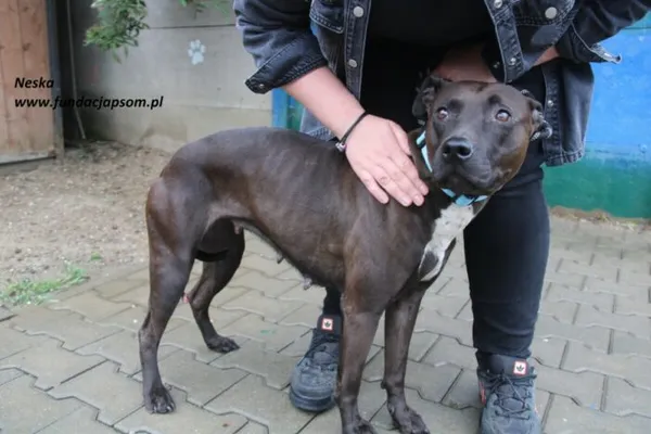 Pies do adopcji, Nowy Dwór Mazowiecki, 10 czerwca 2025 (4/4)