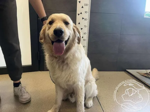 Znaleziono psa, Chełmek, 9 czerwca 2025