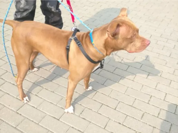 Znaleziono psa, Bydgoszcz, 9 czerwca 2025