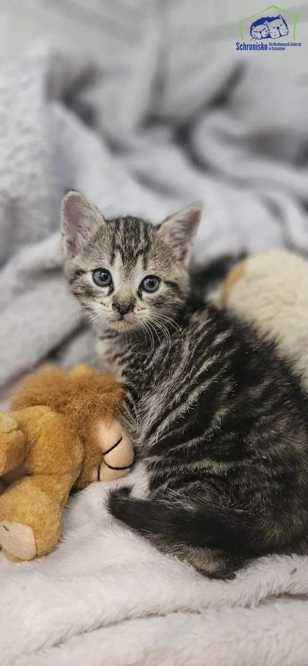 Kot do adopcji, Szczecin, 10 czerwca 2025