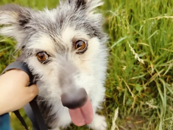 Pies do adopcji, Pawłowo, 10 czerwca 2025 (1/4)
