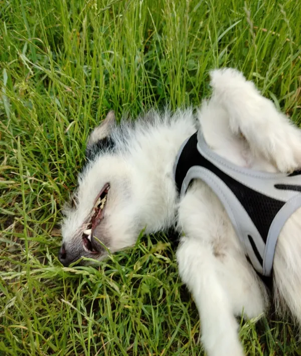 Pies do adopcji, Pawłowo, 10 czerwca 2025 (4/4)