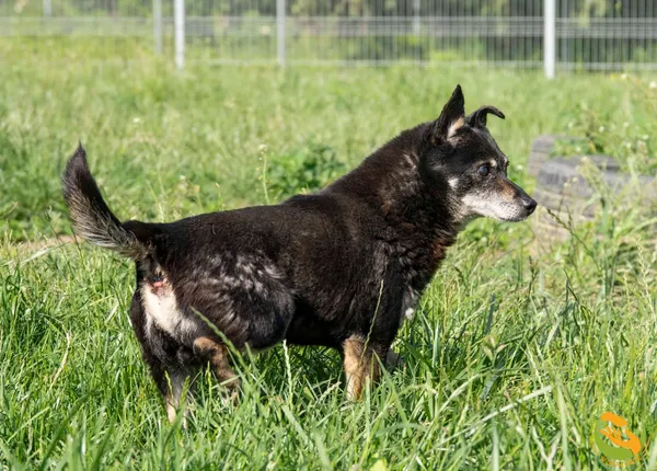 Znaleziono psa, Skałowo, 10 czerwca 2025 (2/3)