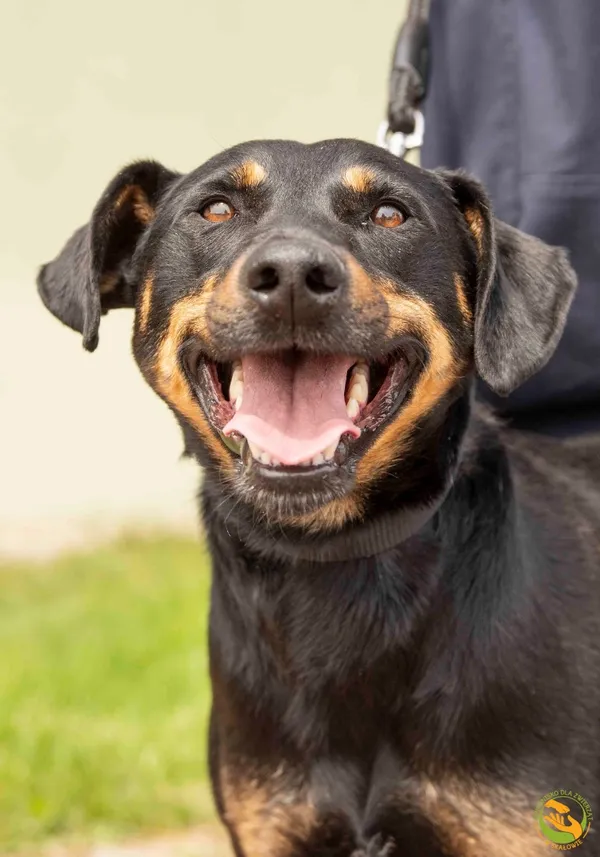 Znaleziono psa, Skałowo, 10 czerwca 2025 (1/3)