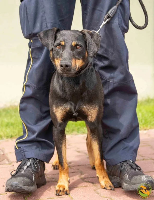 Znaleziono psa, Skałowo, 10 czerwca 2025 (2/3)