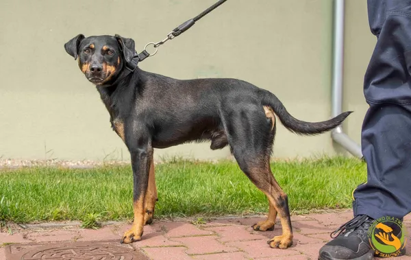 Znaleziono psa, Skałowo, 10 czerwca 2025 (3/3)