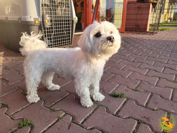 Znaleziono psa, Skałowo, 10 czerwca 2025 (1/2)