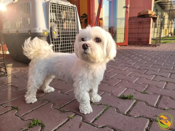 Znaleziono psa, Skałowo, 10 czerwca 2025 (2/2)