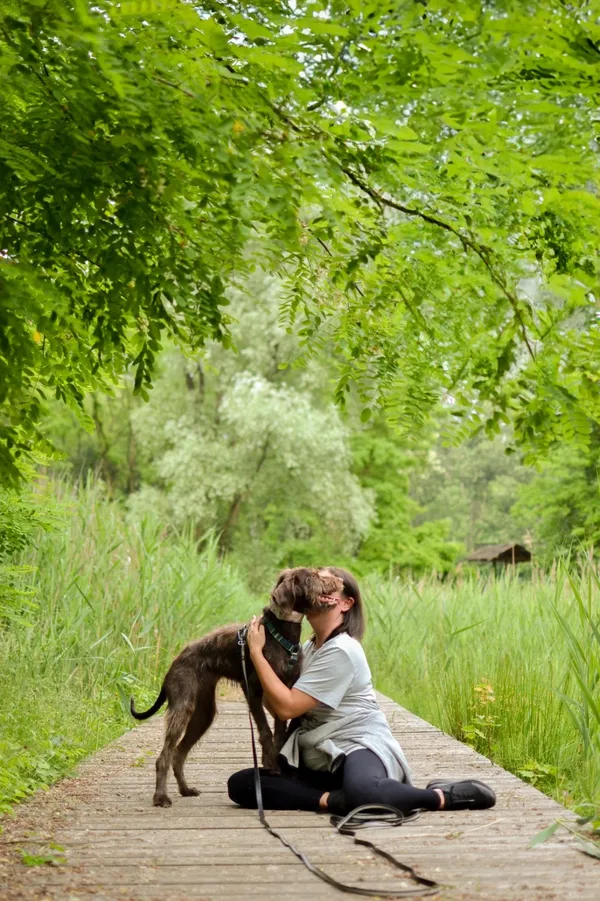 Znaleziono psa, Sosnowiec, 8 maja 2025 (1/5)