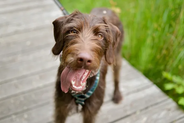 Znaleziono psa, Sosnowiec, 8 maja 2025 (2/5)