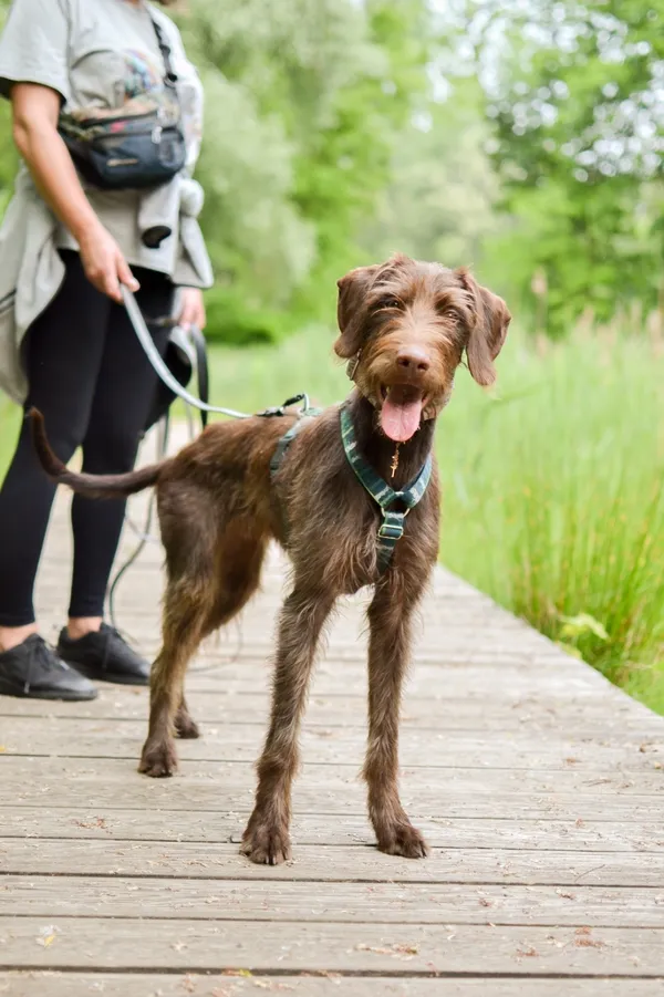 Znaleziono psa, Sosnowiec, 8 maja 2025 (5/5)