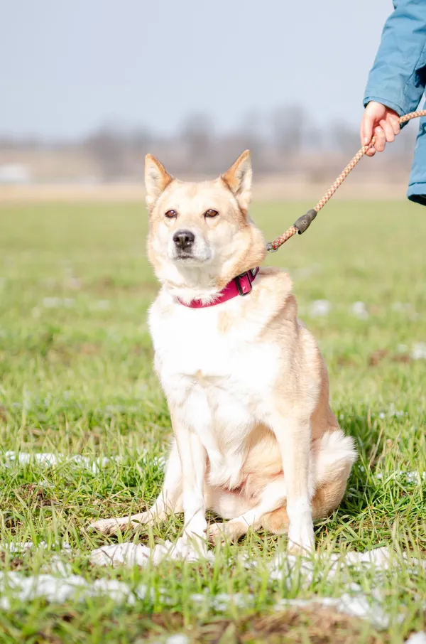 Oddam psa, Elbląg, Rakowo, 11 czerwca 2025 (3/4)