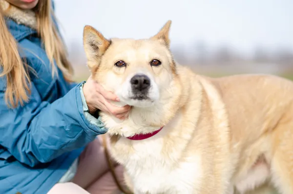 Oddam psa, Elbląg, Rakowo, 11 czerwca 2025 (4/4)