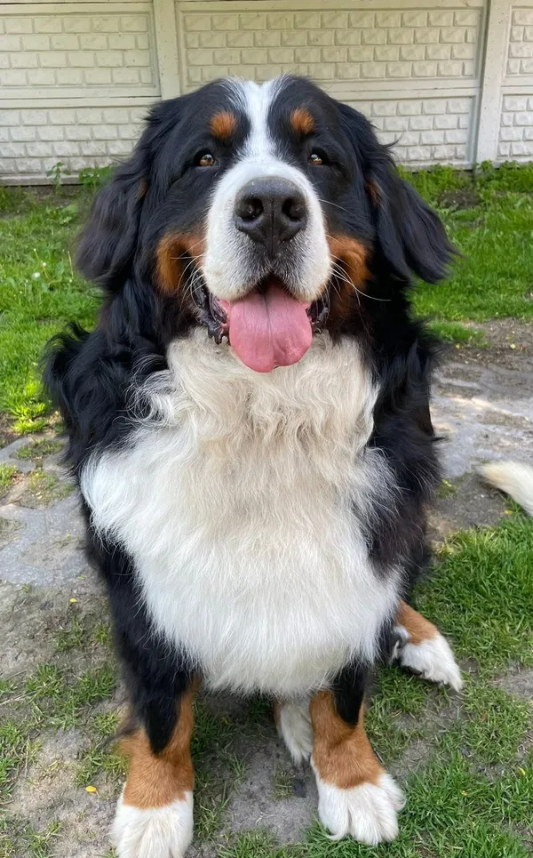 Zaginął pies, Tuszyn, 11 czerwca 2025 (1/3)