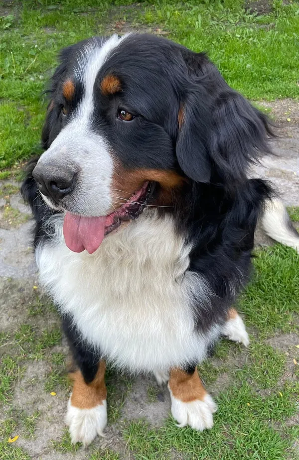 Zaginął pies, Tuszyn, 11 czerwca 2025 (2/3)