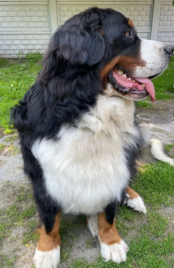 Zaginął pies, Tuszyn, 11 czerwca 2025 (3/3)