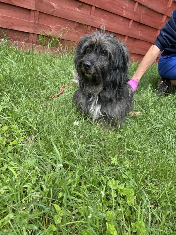 Znaleziono psa, Czartki, 11 czerwca 2025