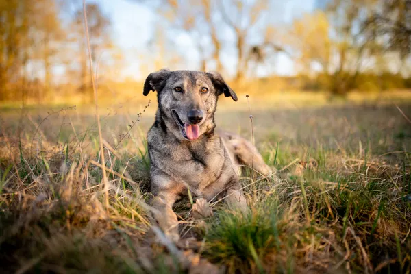 Oddam psa, Łódź, Górna, 11 czerwca 2025 (1/5)