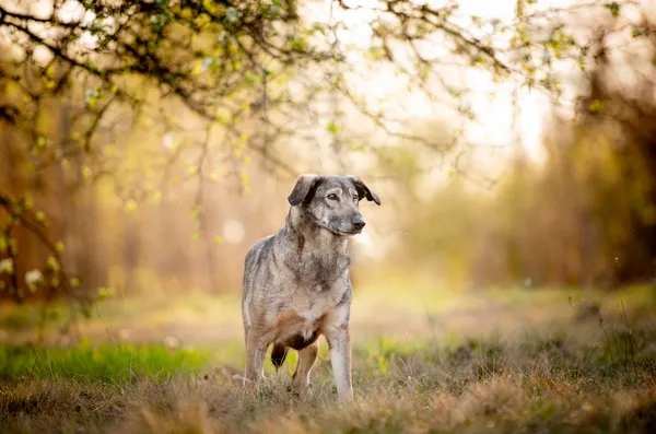 Oddam psa, Łódź, Górna, 11 czerwca 2025 (3/5)
