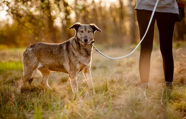 Oddam psa, Łódź, Górna, 11 czerwca 2025 (5/5)