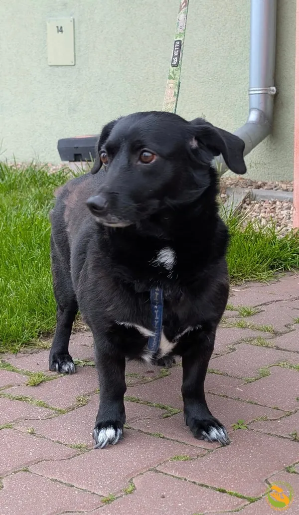 Znaleziono psa, Skałowo, 11 czerwca 2025 (3/3)