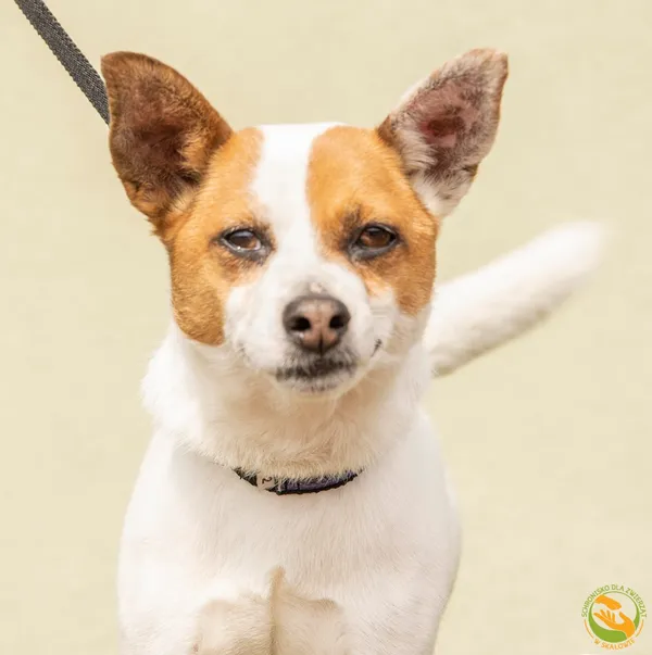 Znaleziono psa, Skałowo, 11 czerwca 2025 (1/4)