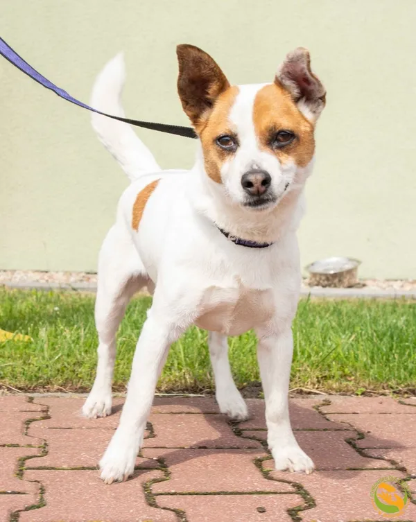 Znaleziono psa, Skałowo, 11 czerwca 2025 (2/4)