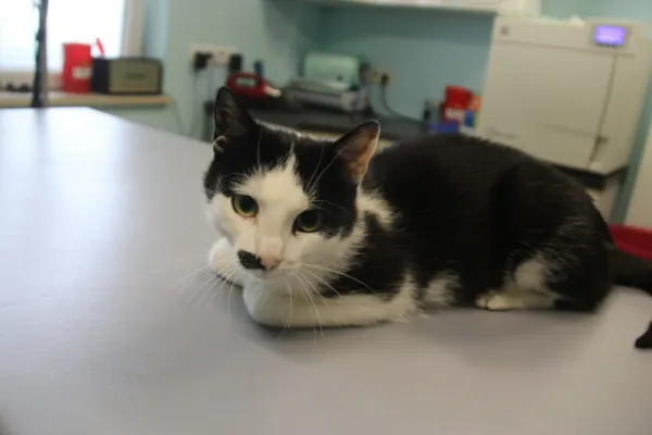 Kot do adopcji, Nowy Dwór Mazowiecki, 11 czerwca 2025 (1/4)